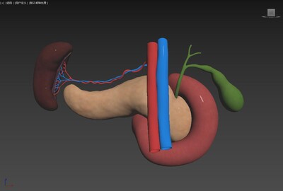 现代胰腺 胰脏模型-人体器官/组织模型库-3ds Max(.max)模型下载-cg模型网