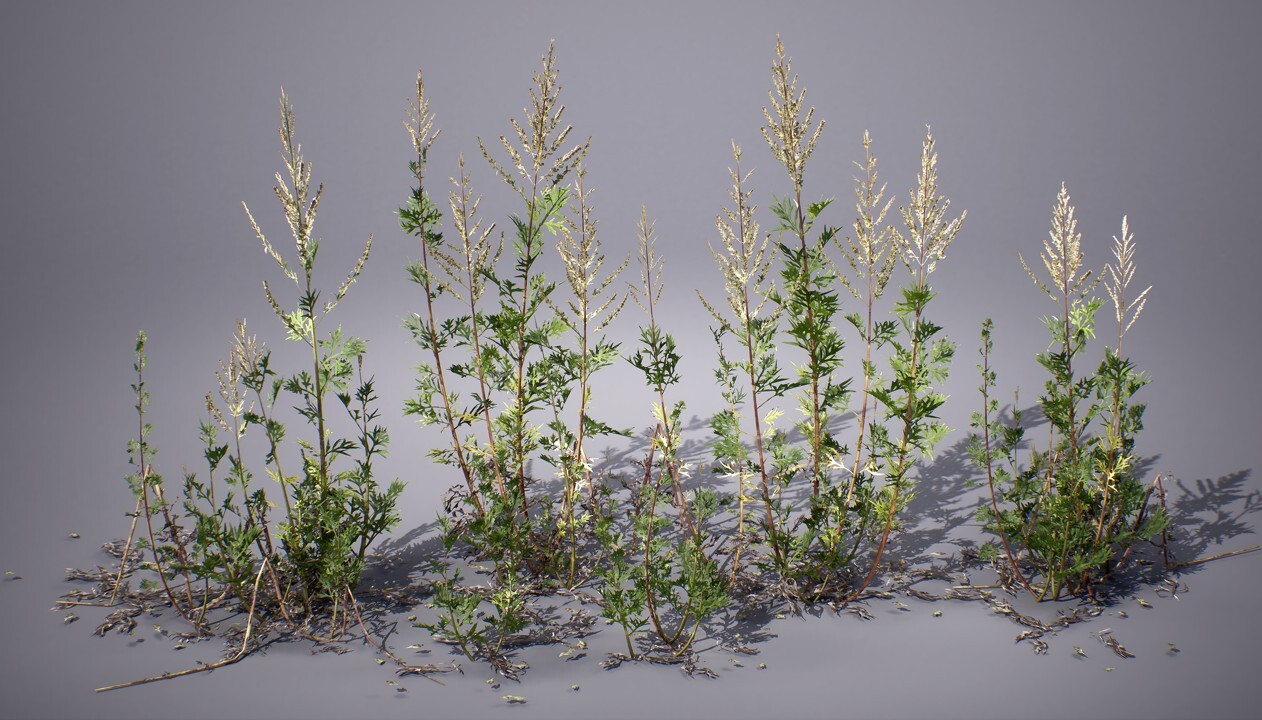草本植物 - 3D模型素材下载 - CG模型网
