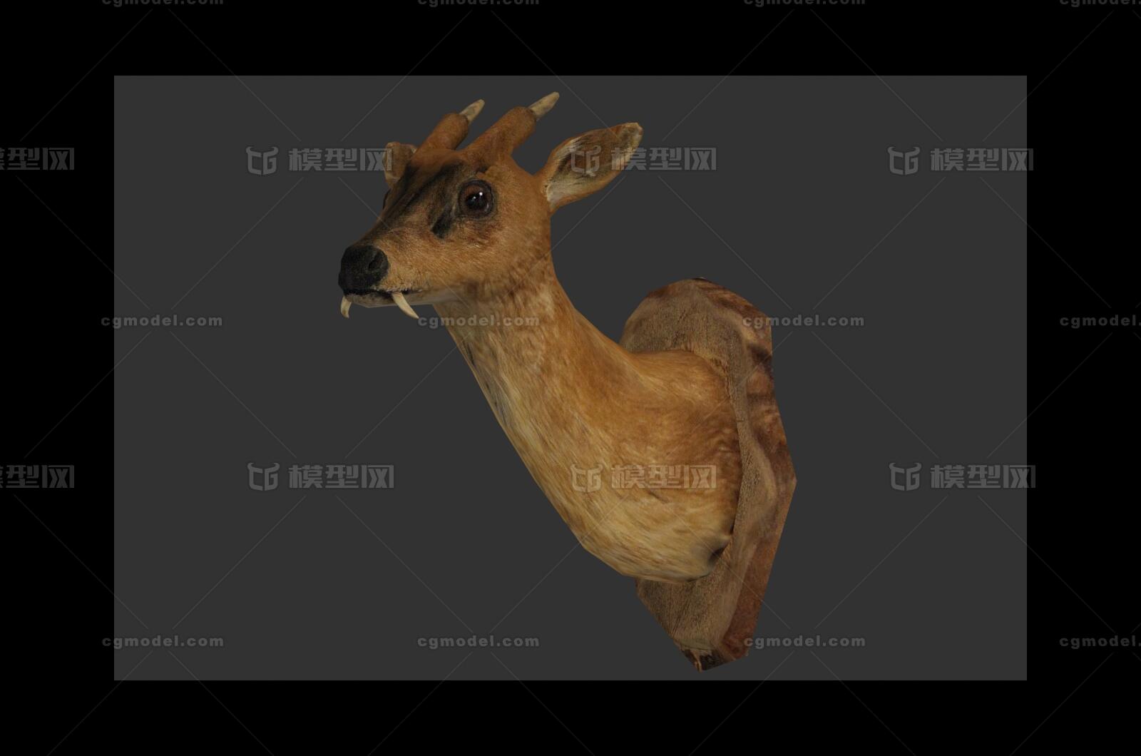 獐子头 香獐模型-家居装饰模型库-3ds Max(.max)模型下载-cg模型网
