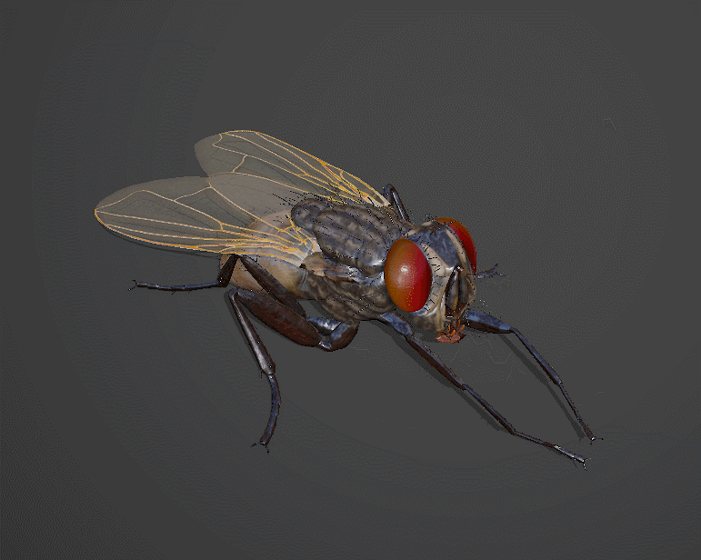 PBR 苍蝇模型-昆虫模型库-FBX(.fbx)模型下载-cg模型网