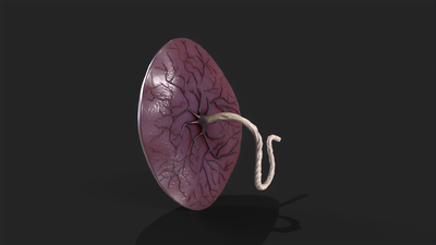 胎盘解剖学 人体胎盘模型-人体器官/组织模型库-3ds Max(.max)模型下载-cg模型网
