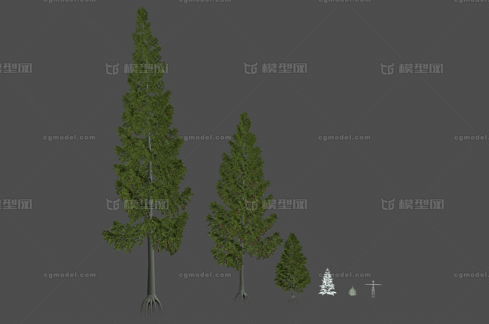 枞树 冷杉树模型-树木模型库-FBX(.fbx)模型下载-cg模型网