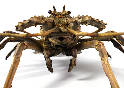 小青龙 龙虾(带绑定)小龙虾 甲壳类动物 海洋生物 刺龙虾