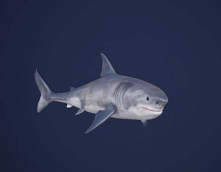 PBR 鲨鱼模型-鱼类模型库-FBX(.fbx)模型下载-cg模型网