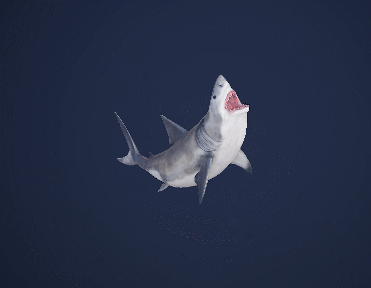PBR 鲨鱼模型-鱼类模型库-FBX(.fbx)模型下载-cg模型网