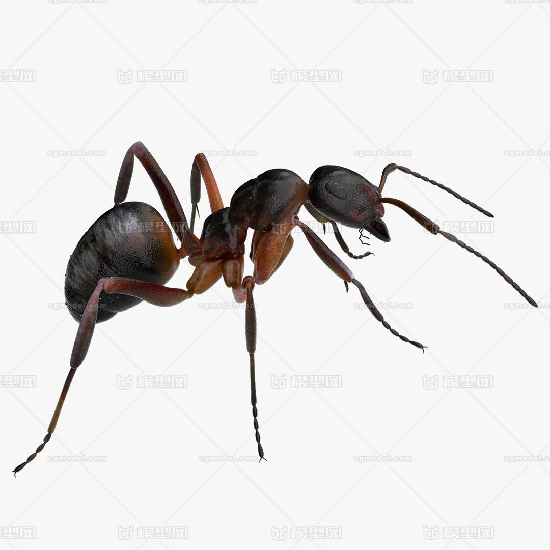 Cartoon Ant Colony Characters Stock Vector - Illustration of anthill ...
