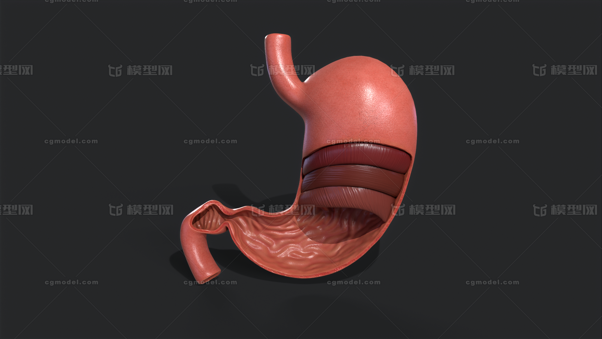 胃的解剖及其组织学_幽门_黏膜_贲门