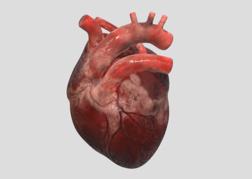 人体器官相关模型下载 - 人物相关模型下载 - 3D模型库 - CG模型网