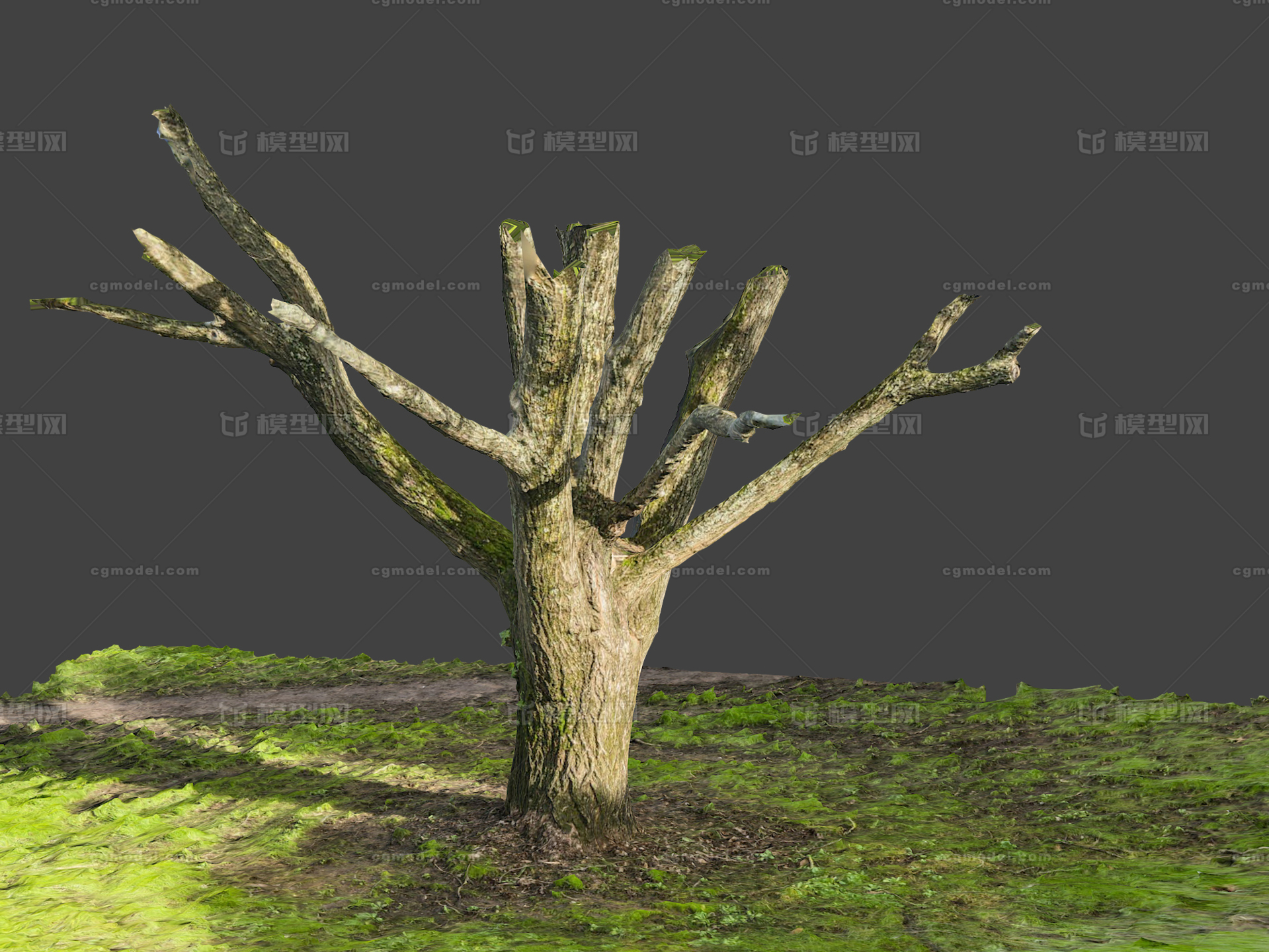 树干 古树模型-树木模型库-3ds Max(.max)模型下载-cg模型网