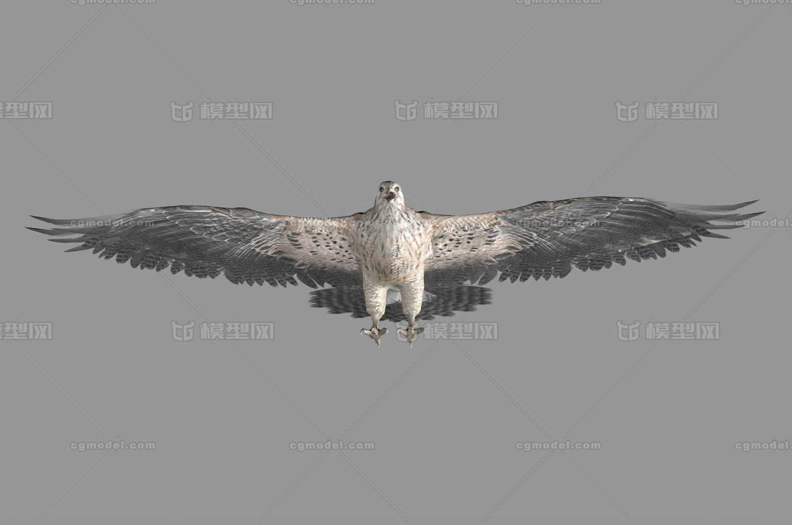 【带绑定】红隼 小型猛禽模型-飞禽模型库-FBX(.fbx)模型下载-cg模型网