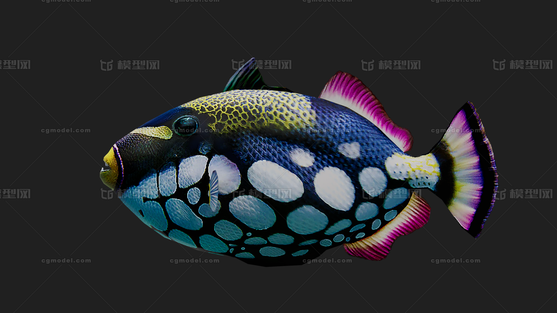 鲷鱼 Snapper模型-鱼类模型库-FBX(.fbx)模型下载-cg模型网