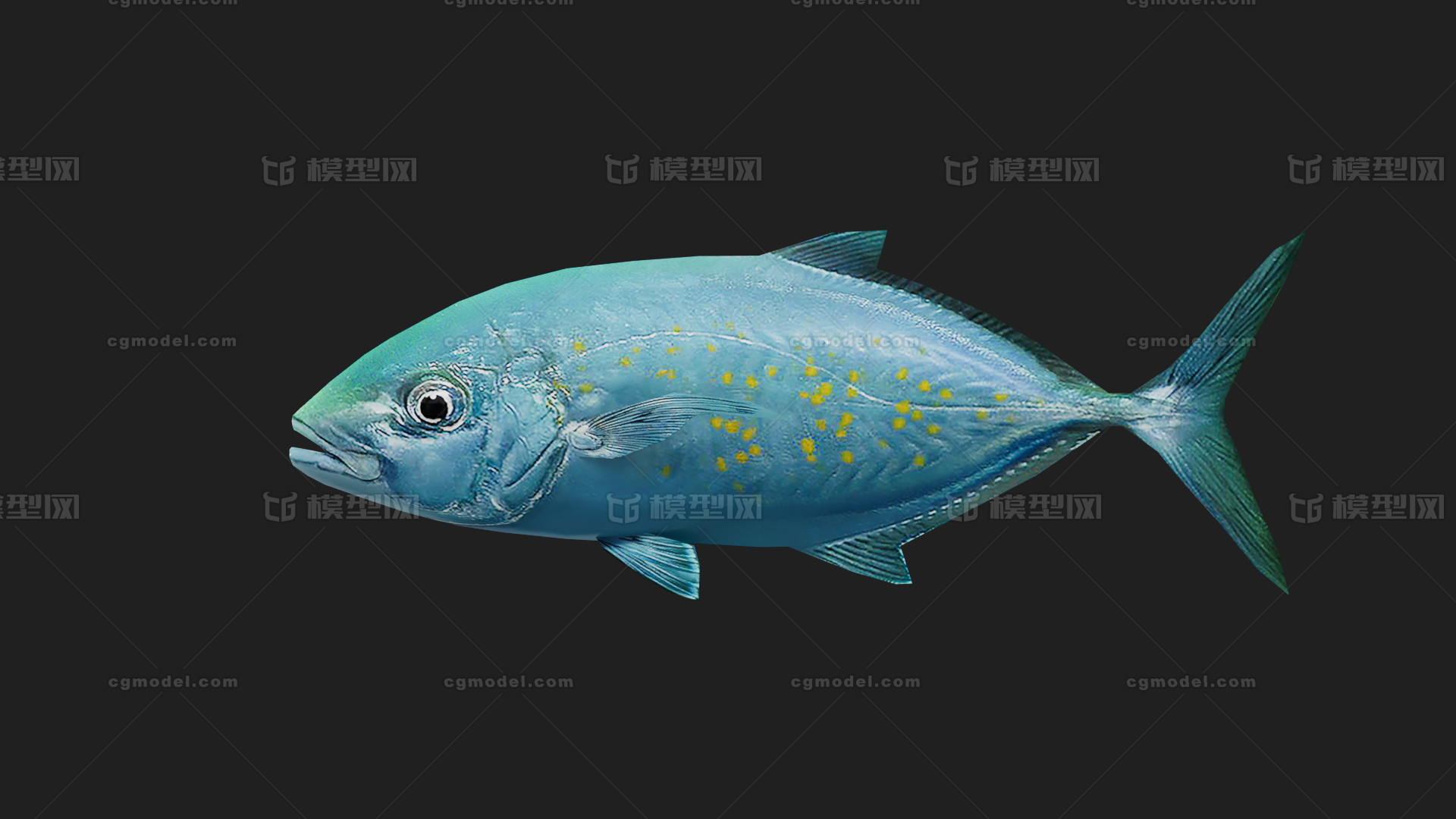 鲹鱼 Trevally模型-鱼类模型库-FBX(.fbx)模型下载-cg模型网