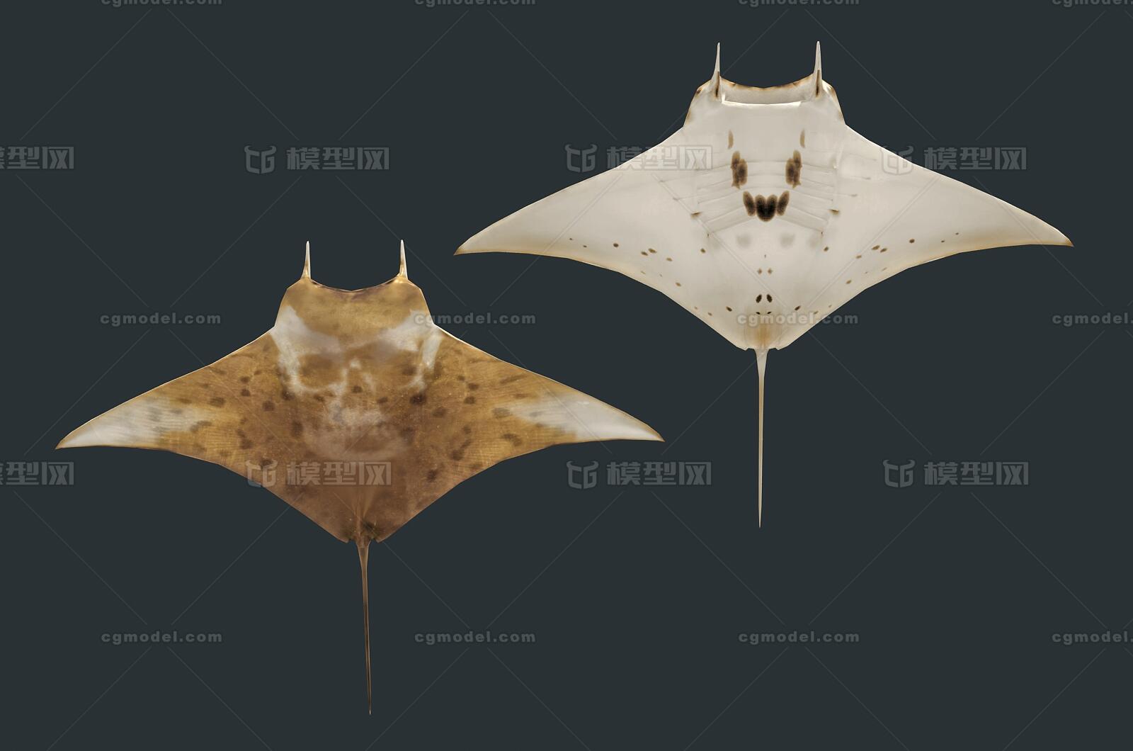 卡通 魔鬼鱼模型-鱼类模型库-FBX(.fbx)模型下载-cg模型网