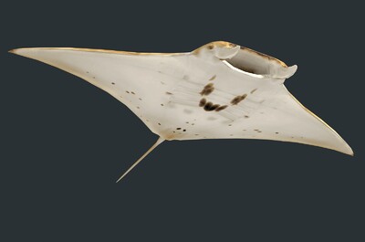 卡通 魔鬼鱼模型-鱼类模型库-FBX(.fbx)模型下载-cg模型网
