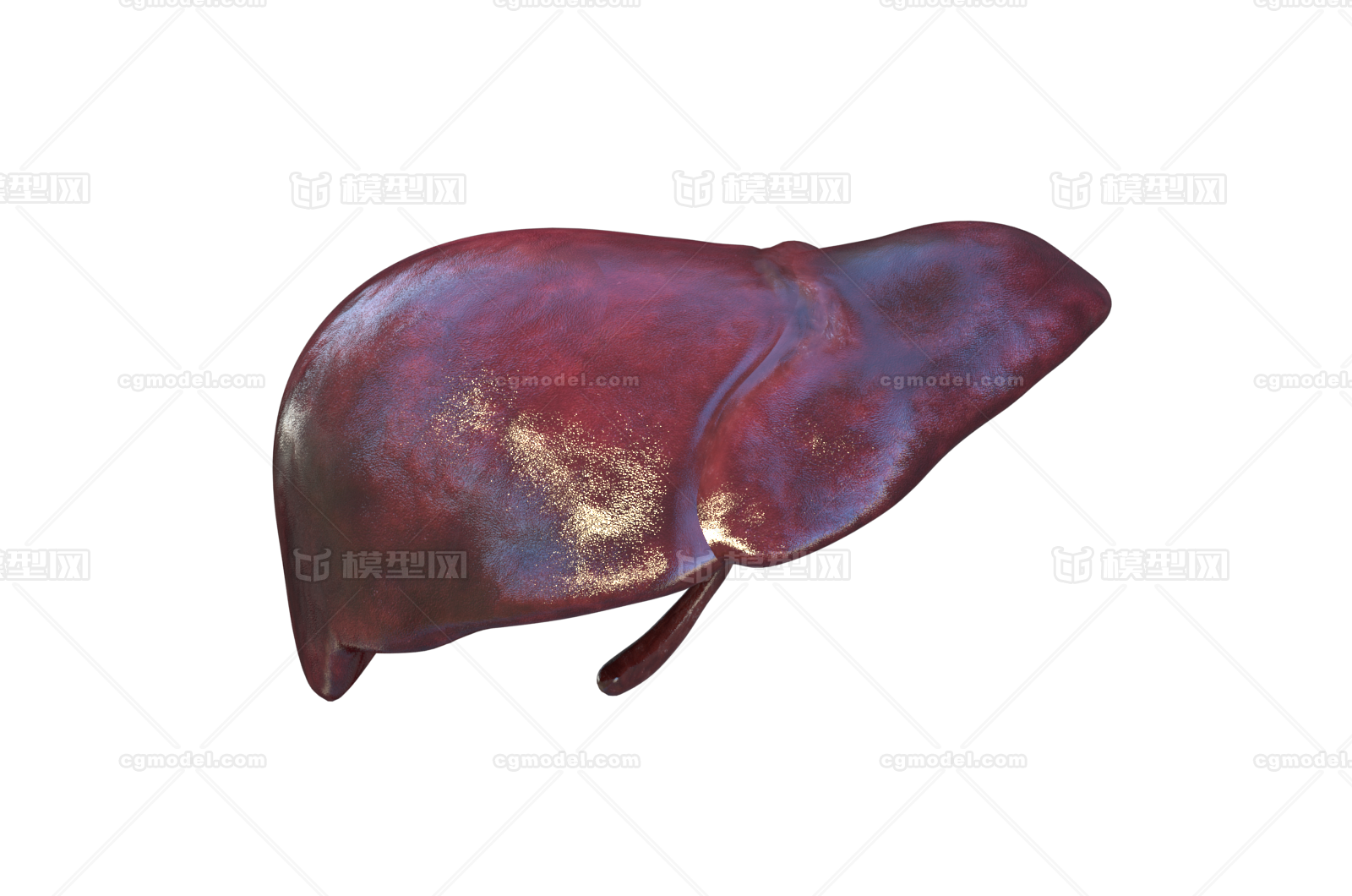 高清 医学模型-器官模型库-Maya(.ma/.mb)模型下载-cg模型网