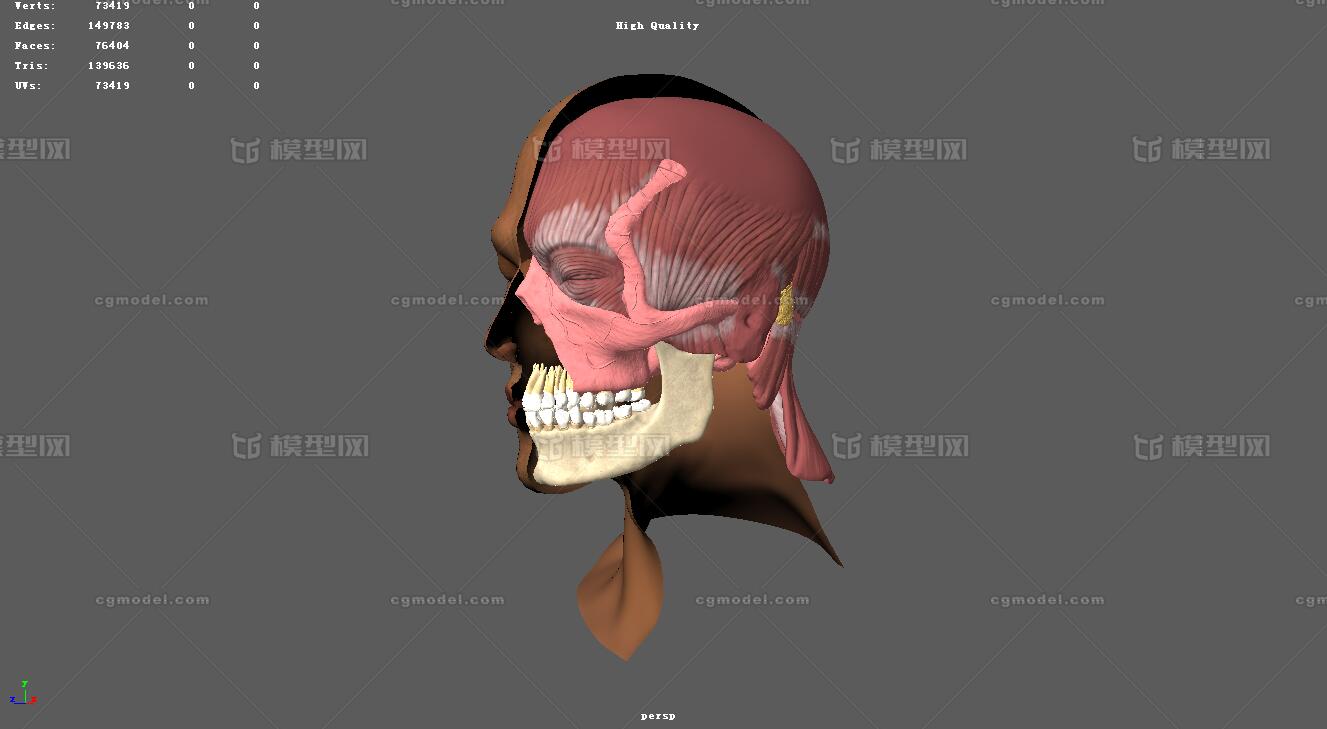 面部解剖 面部结构解剖模型-人体器官模型库-Maya(.ma/.mb)模型下载-cg模型网