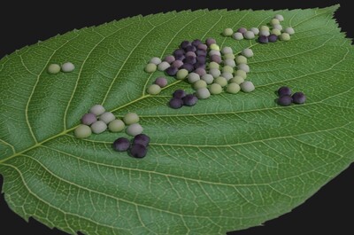 蚕的一生 蚕卵模型-昆虫模型库-3ds Max(.max)模型下载-cg模型网