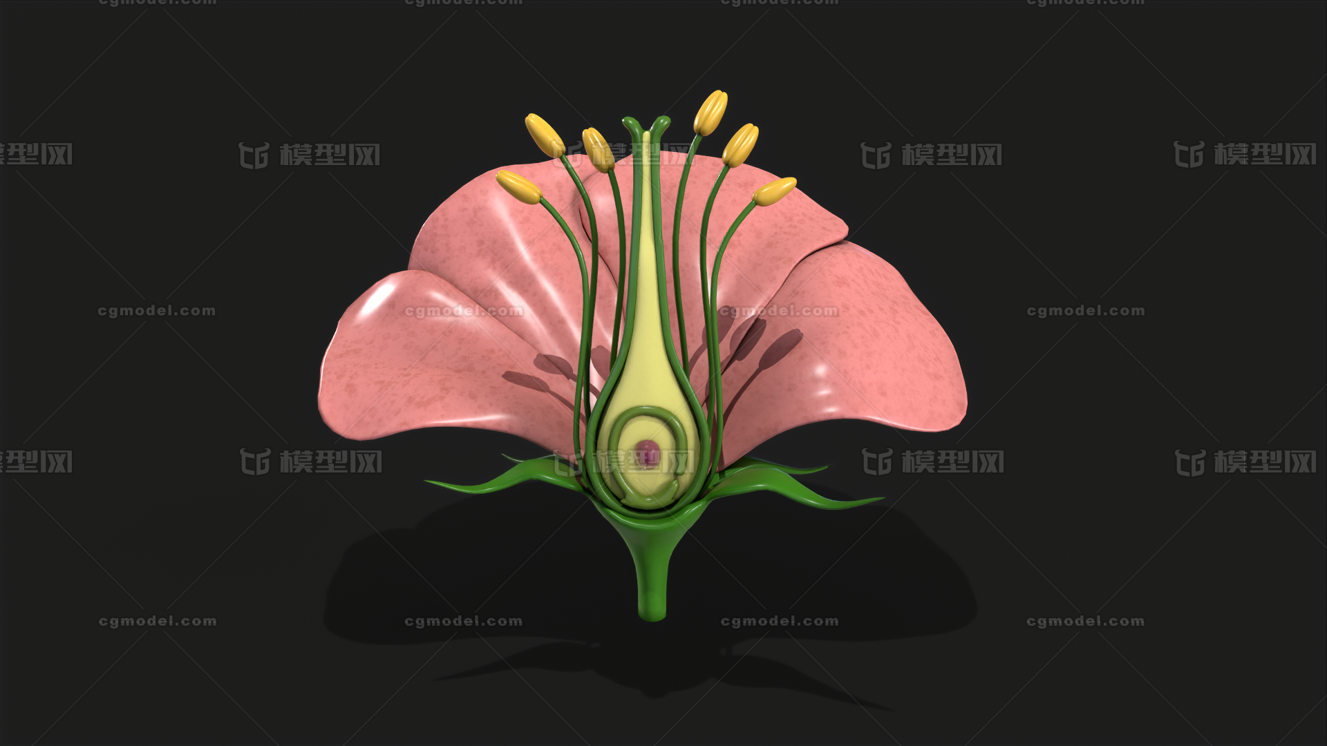 花的解剖 花朵模型-花卉模型库-3ds Max(.max)模型下载-cg模型网