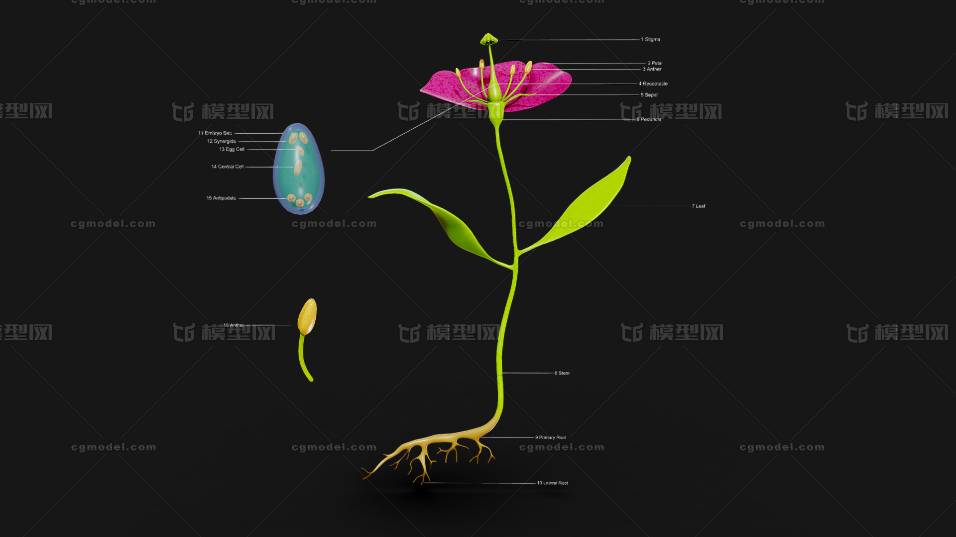 花的解剖 植物学模型-花卉模型库-3ds Max(.max)模型下载-cg模型网