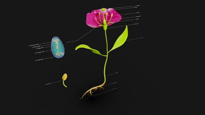 花的解剖 植物学模型-花卉模型库-3ds Max(.max)模型下载-cg模型网