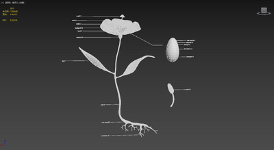 花的解剖 植物学模型-花卉模型库-3ds Max(.max)模型下载-cg模型网