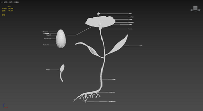 花的解剖 植物学模型-花卉模型库-3ds Max(.max)模型下载-cg模型网