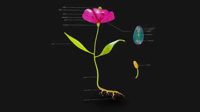 花的解剖 植物学模型-花卉模型库-3ds Max(.max)模型下载-cg模型网