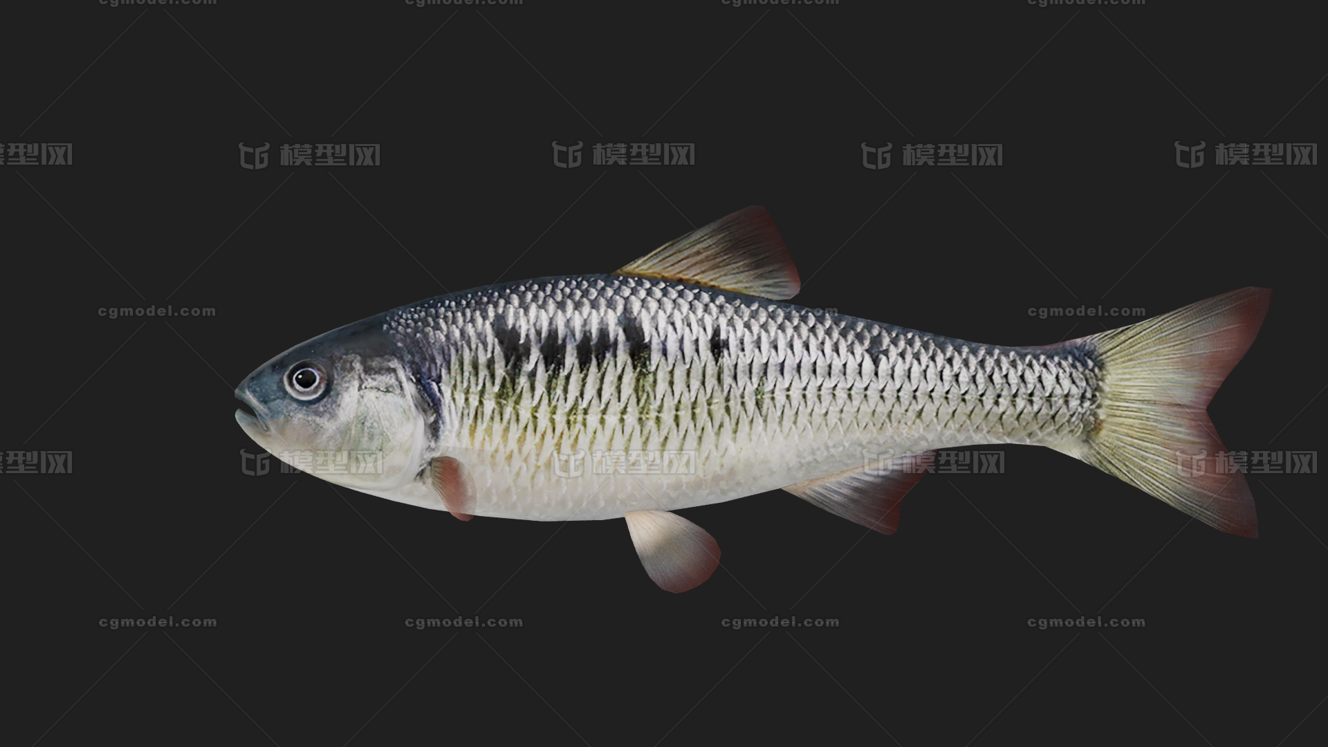 鲤鱼鱼类 淡水鱼小鱼模型-鱼类模型库-FBX(.fbx)模型下载-cg模型网