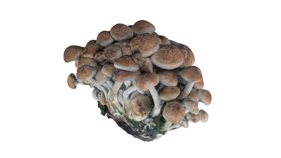 榛蘑 蘑菇模型-水果蔬菜模型库-3ds Max(.max)模型下载-cg模型网