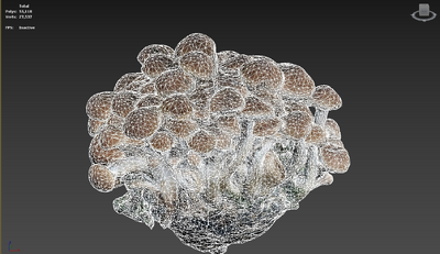 榛蘑 蘑菇模型-水果蔬菜模型库-3ds Max(.max)模型下载-cg模型网