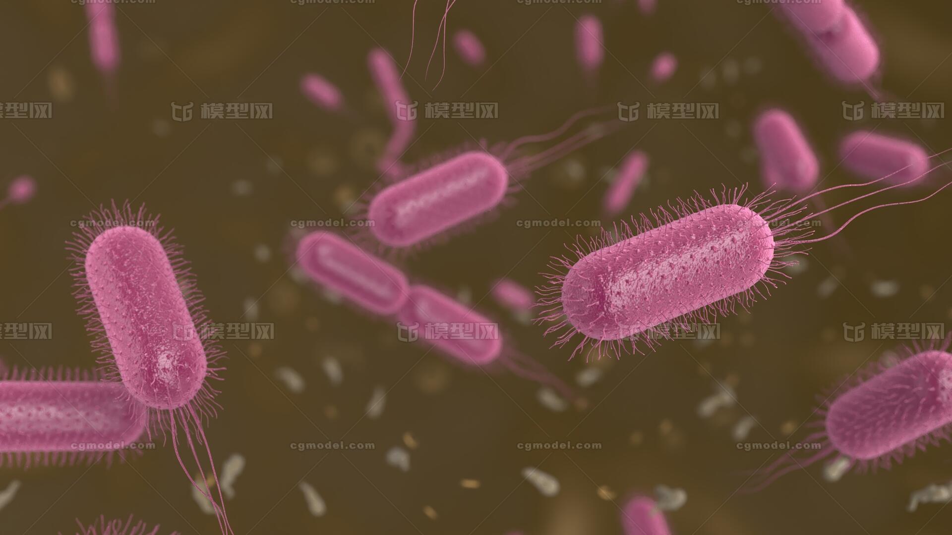 大肠埃希菌细菌微生物模型模型-细菌模型库-3ds Max(.max)模型下载-cg模型网
