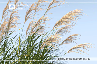 180帧无限循环风动植物-南荻02模型-自然场景模型库-3ds Max(.max)模型下载-cg模型网