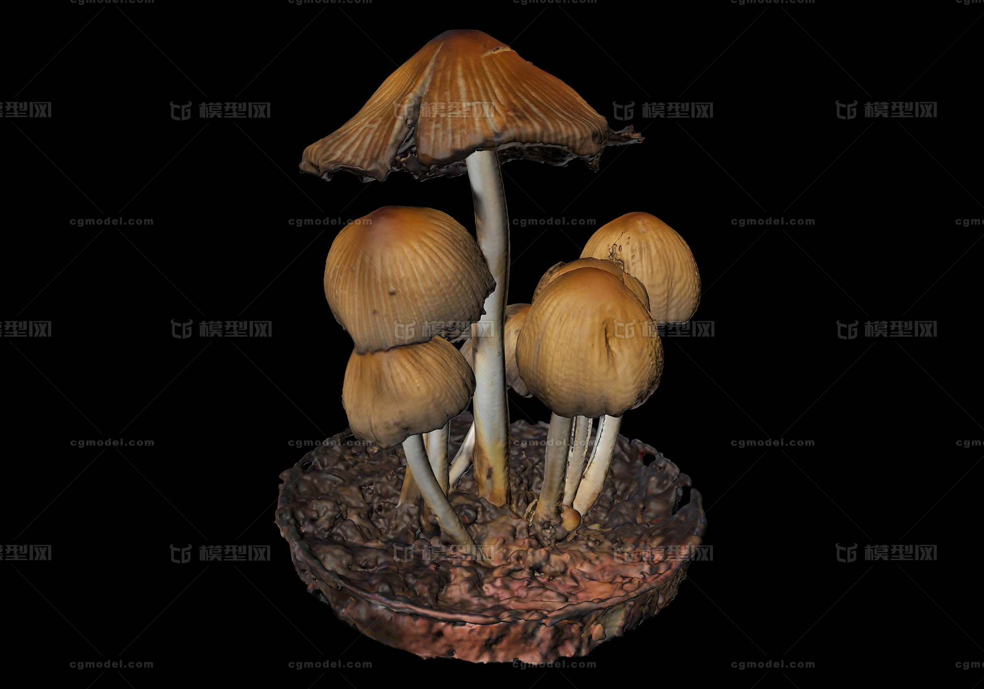 蘑菇 真菌模型-真菌模型库-3ds Max(.max)模型下载-cg模型网