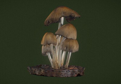 蘑菇 真菌模型-真菌模型库-3ds Max(.max)模型下载-cg模型网