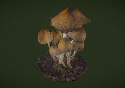 蘑菇 真菌模型-真菌模型库-3ds Max(.max)模型下载-cg模型网