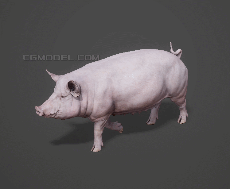 猪 家猪模型-哺乳模型库-FBX(.fbx)模型下载-cg模型网