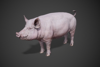 猪 家猪模型-哺乳模型库-FBX(.fbx)模型下载-cg模型网