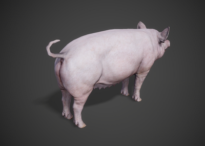 猪 家猪模型-哺乳模型库-FBX(.fbx)模型下载-cg模型网