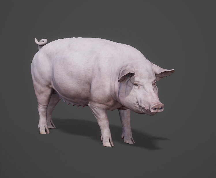 猪 家猪模型-哺乳模型库-FBX(.fbx)模型下载-cg模型网