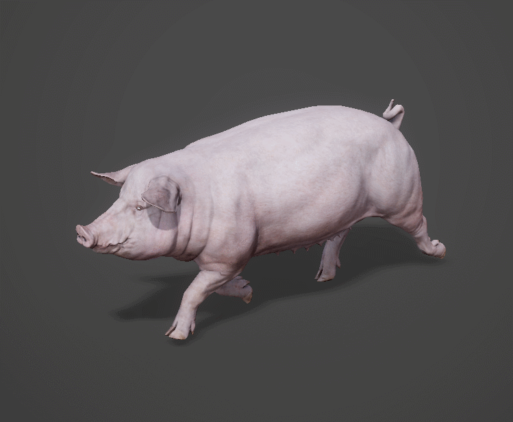 猪 家猪模型-哺乳模型库-FBX(.fbx)模型下载-cg模型网