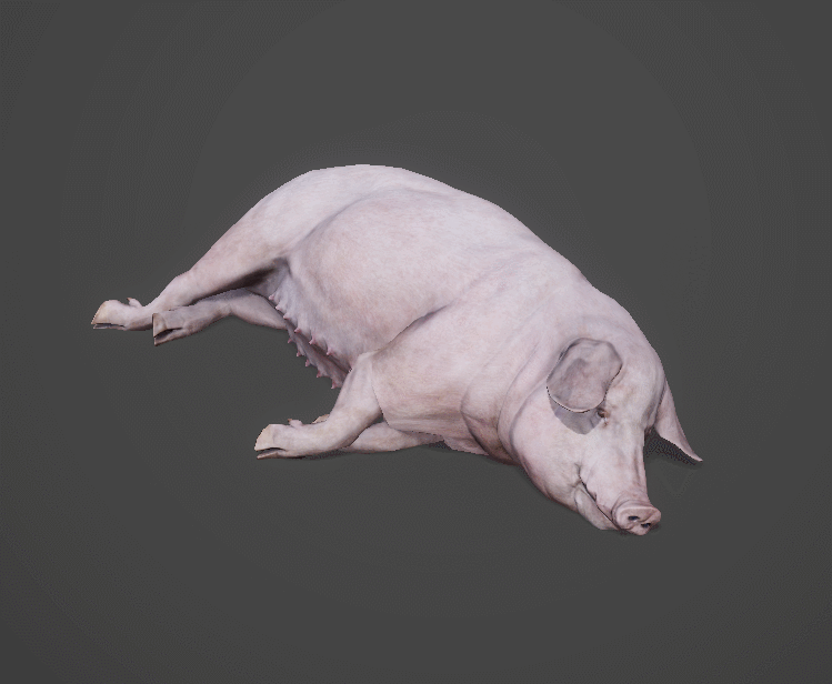 猪 家猪模型-哺乳模型库-FBX(.fbx)模型下载-cg模型网
