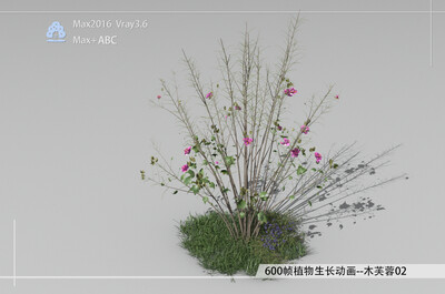 600帧植物生长动画-木芙蓉02模型-自然场景模型库-3ds Max(.max)模型下载-cg模型网