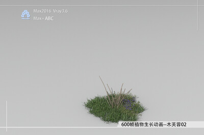 600帧植物生长动画-木芙蓉02模型-自然场景模型库-3ds Max(.max)模型下载-cg模型网