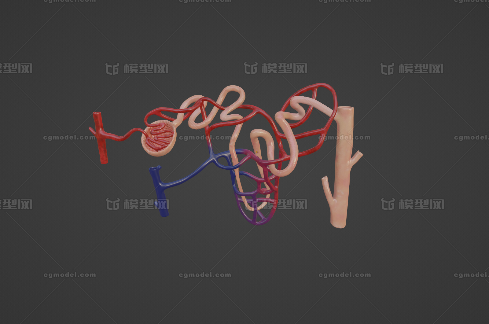 肾单位(结构示意)模型-器官模型库-Blender(.blend)模型下载-cg模型网