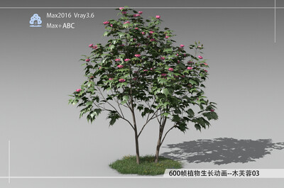 600帧植物生长动画-木芙蓉03模型-自然场景模型库-3ds Max(.max)模型下载-cg模型网