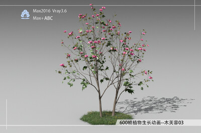 600帧植物生长动画-木芙蓉03模型-自然场景模型库-3ds Max(.max)模型下载-cg模型网