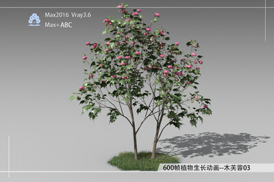 600帧植物生长动画-木芙蓉03模型-自然场景模型库-3ds Max(.max)模型下载-cg模型网