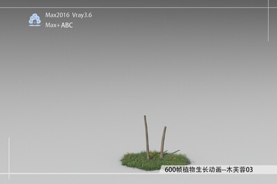 600帧植物生长动画-木芙蓉03模型-自然场景模型库-3ds Max(.max)模型下载-cg模型网
