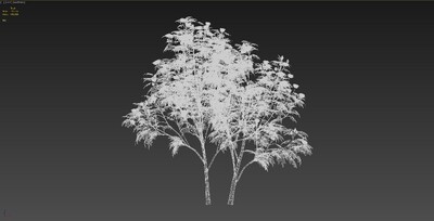 240帧无限循环风动植物-木芙蓉03模型-自然场景模型库-3ds Max(.max)模型下载-cg模型网