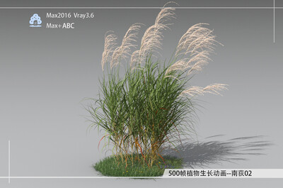 500帧植物生长动画-南荻02模型-自然场景模型库-3ds Max(.max)模型下载-cg模型网